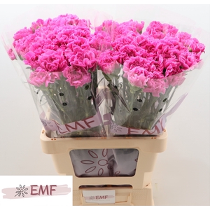 Di St Farida EMF