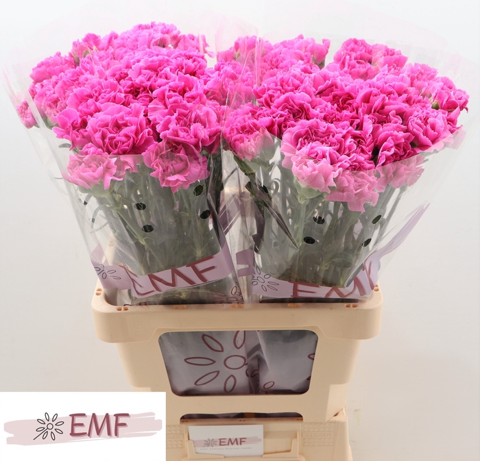 <h4>Di St Farida EMF</h4>
