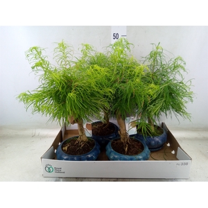Bonsai   ...
