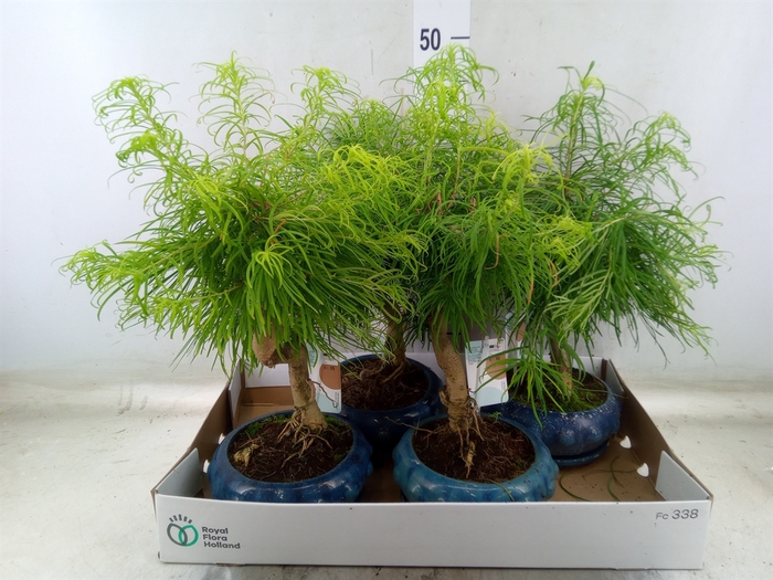 <h4>Bonsai   ...</h4>