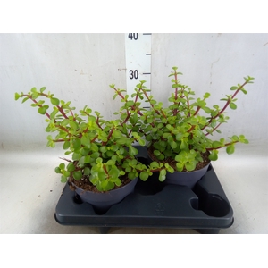 Portulacaria afra