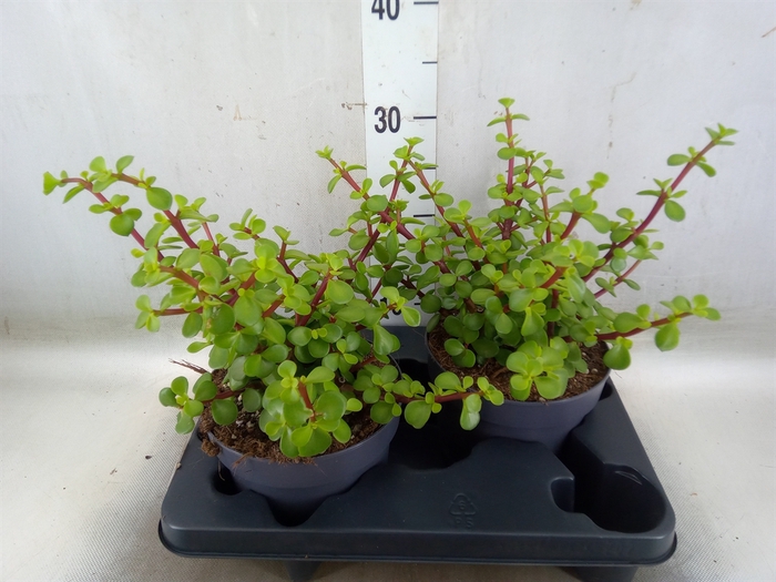 <h4>Portulacaria afra</h4>