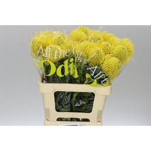 Leucospermum High Gold