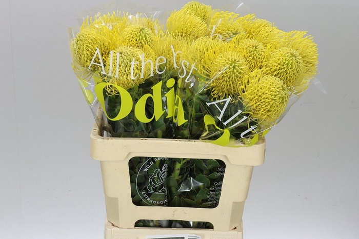 <h4>Leucospermum High Gold</h4>