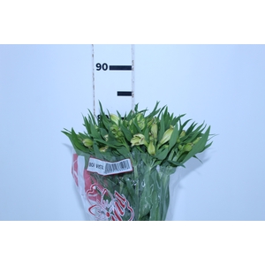 ALSTROEMERIA BOA VISTA 080 CM