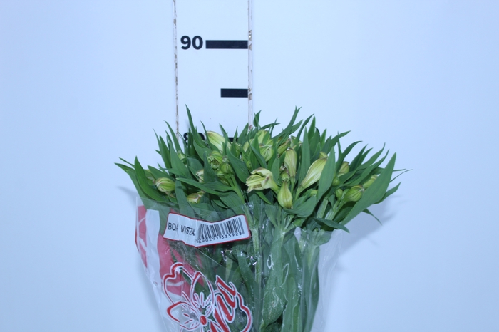 ALSTROEMERIA BOA VISTA 080 CM
