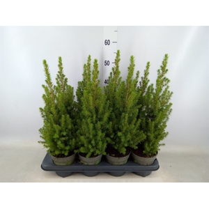 Picea glauca 'Perfecta'