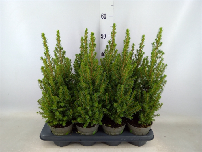 <h4>Picea glauca 'Perfecta'</h4>