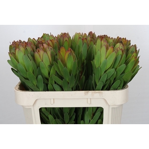 Leucadendron Goldstrike