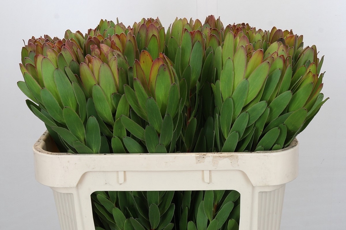 <h4>Leucadendron Goldstrike</h4>