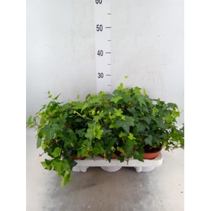 Hedera   ...green leafed