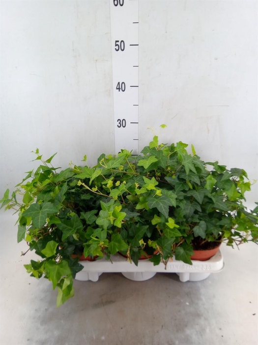 <h4>Hedera   ...green leafed</h4>