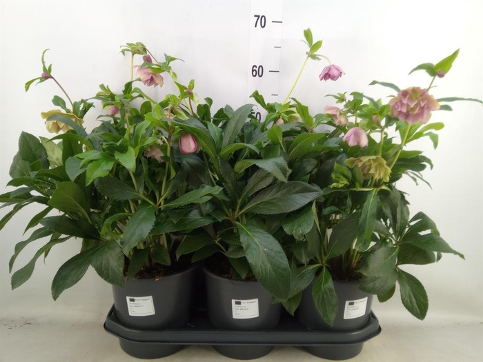 <h4>Helleborus ori.</h4>