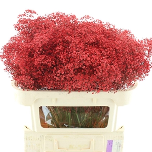 Gyps Million Star Klb Rood