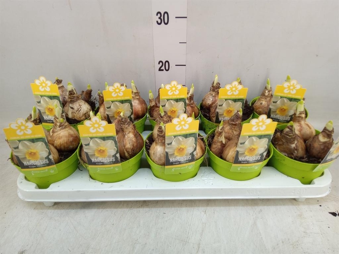 <h4>Narcissus   ...</h4>