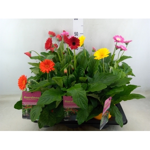 Gerbera  'Garvinea'   ...mix