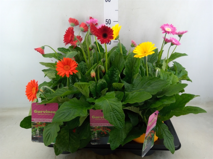 <h4>Gerbera  'Garvinea'   ...mix</h4>