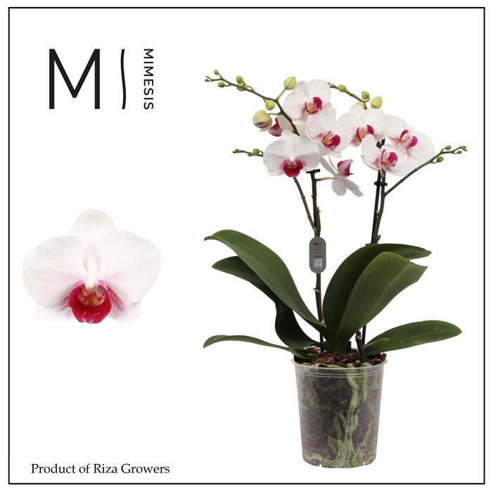 <h4>Phalaenopsis Safe Haven 2 Spike - 12cm | Mimesis</h4>