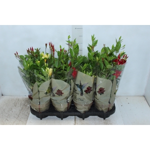 DIPLADENIA PICOLI P14 VARIADO
