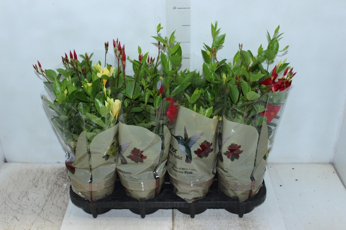 <h4>DIPLADENIA PICOLI P14 VARIADO</h4>