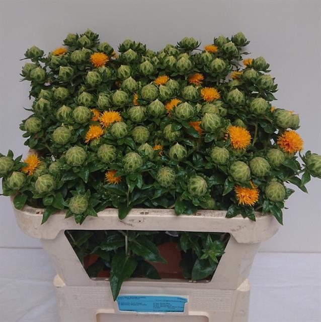 CARTH T ORANGE GRENA