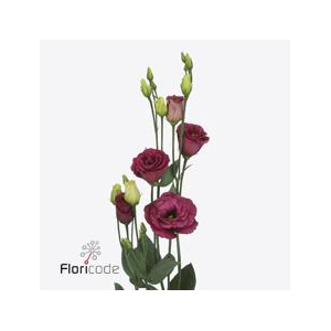 Lisianthus do arosa red
