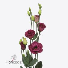 <h4>Lisianthus do arosa red</h4>