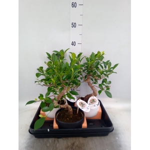 Bonsai   ...mix