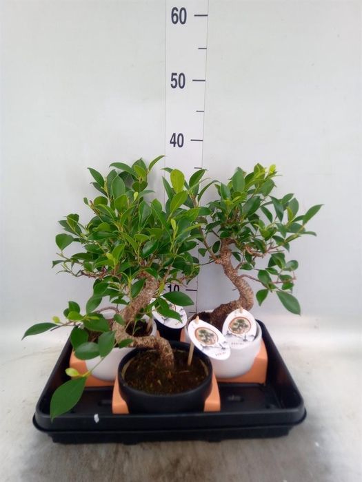 <h4>Bonsai   ...mix</h4>