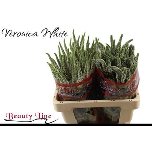 VERON L SKYLER WHITE