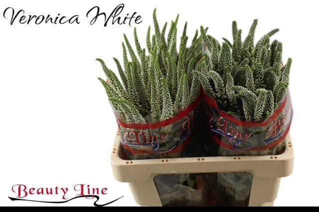 <h4>VERON L SKYLER WHITE</h4>