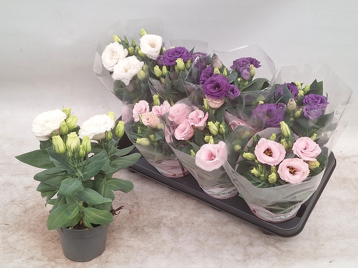 <h4>EUST JULIETTA GEM</h4>