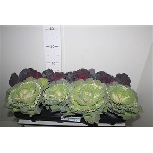 Brassica (sierkool)