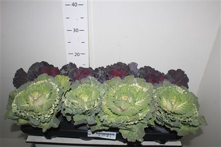 <h4>Brassica (sierkool)</h4>