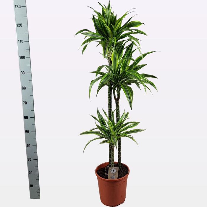 <h4>DRA DE LEMON LIME</h4>