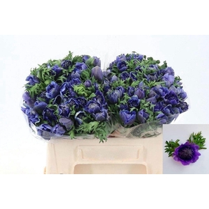 ANEM CO FSTAR D BLUE