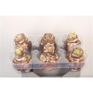 Wax Amaryllis Natural