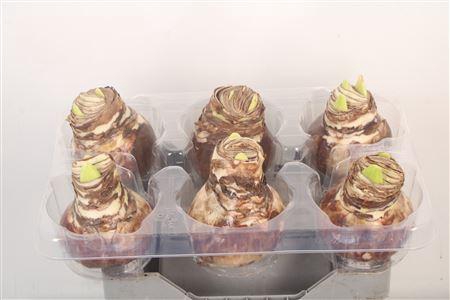 <h4>Wax Amaryllis Natural</h4>