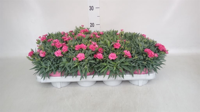<h4>Dianthus car. 'Peman'</h4>