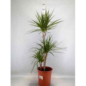Dracaena marg.