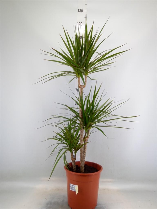 <h4>Dracaena marg.</h4>