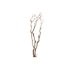 Syringa Branch Extra Morris