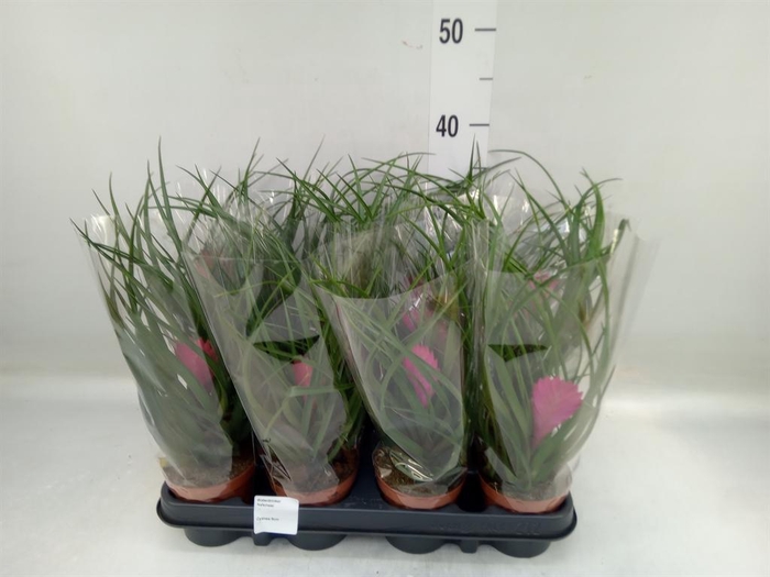 <h4>Tillandsia cyanea</h4>