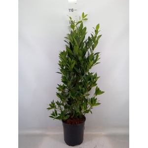 Laurus nobilis