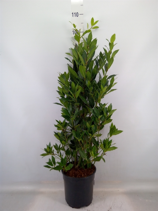 <h4>Laurus nobilis</h4>