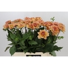 Dahlia Yelno Harmony