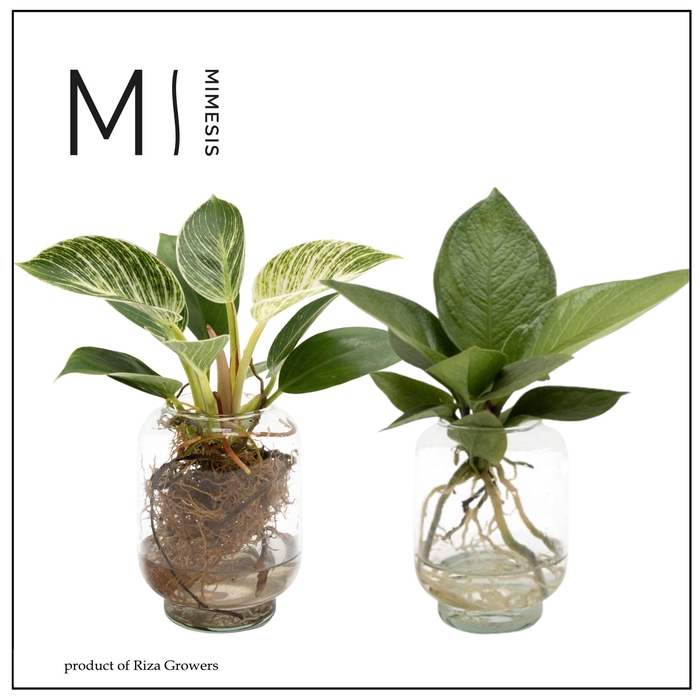 <h4>Mimesis KARMA Green Mix - Aqua of Karma Chicago S</h4>