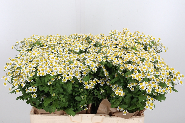 <h4>Tanacetum Pa Single Vegmo</h4>