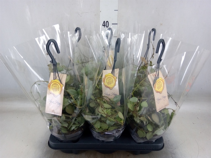 <h4>Hoya krohniana 'Eskimo'</h4>