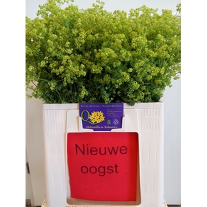 Alchemilla Robustica